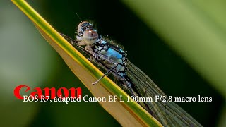 A little Macro  Canon EOS R7 and Canon EF 100mm macro lens  Damselflies and other treasures [upl. by Gorlicki]