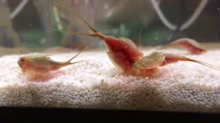 Tadpole Shrimp Triops in a 10 gal tank [upl. by Ploss765]