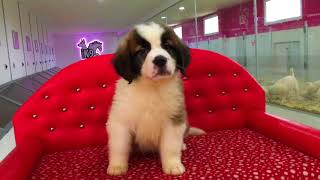 Satılık Saint Bernard Yavru İrt 05326824205 [upl. by Nylirehs]