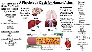 A Physiology Clock for Human Aging BP and FEV1 As Top Predictors [upl. by Sset834]