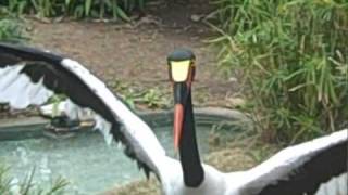 Lily the Saddle Billed Stork [upl. by Killion104]