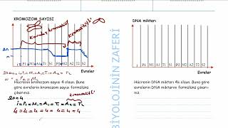 MAYOZDA EVRELERE GÃ–RE KROMOZOM SAYILARININ HESAPLANMASI [upl. by Hong]