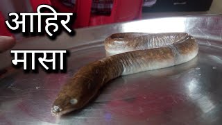 सर्वात दुर्मिळ जातीचा आहिर मासा INDIAN LONGFIN EEL [upl. by Amaris]