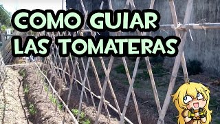 Como guiar las Tomateras  Entutorado con cañas [upl. by Zulaledairam]