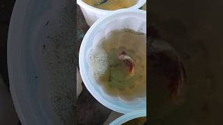 Betta Fish Breeding Tips🤯bettafish bettabreeding viralshorts viral ytshorts shorts [upl. by Jessey96]