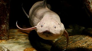 African Lungfish  Protopterus Annectens [upl. by Yerxa]