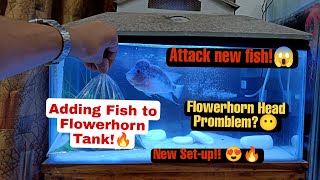 Flowerhorn Tank Setup 💸Flowerhorn Update 2022 🔥Adding fish to Flowerhorn Aquarium 👌✨😍😍 [upl. by Eniawtna]