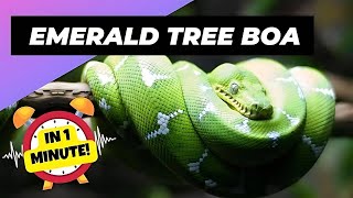 The Emerald Tree Boa The Jewel of the Amazon Rainforest [upl. by Hodosh]