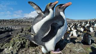 Macaroni Penguin [upl. by Coopersmith]