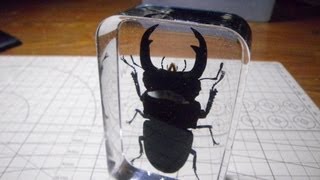 オオクワガタ樹脂標本 ぺやんぐ製作記 Lets make the resin specimens of stag beetle [upl. by Ylrad]