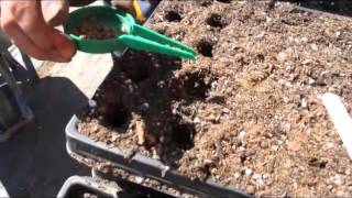 How to Plant Swiss Chard from Seed [upl. by Yand]