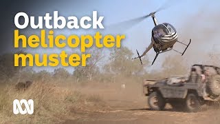 Helicopter mustering feral buffalo in outback Australia 🐃🚁🤠  Wild Rides Ep 1  ABC Australia [upl. by Alidis]