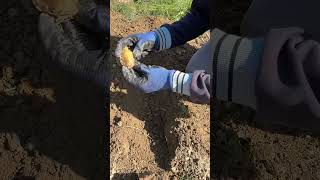 How to Plant Garlic🧄 asmr garden planting garlic gardening working agriculture [upl. by Ayekram]