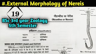 External Morphology of Nereis in hindi  Nereis Part1  BSc 3rd year Zoology 5th Semester [upl. by Dunton]