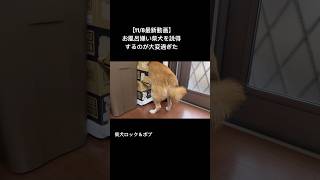 続きはぜひロング動画へ♪ 柴犬ロック 柴犬ボブ 柴犬 [upl. by Nnaarat]