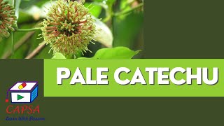 Pale Catechu vs Black Catechu Key Differences and Applications [upl. by Francis]