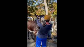 241020 Donkey Derby Part 6 Betsy Frost FB 1448 [upl. by Elin]