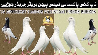 Top Class Pakistani Famous Pigeon Breeds Breedr Pairs [upl. by Janek]