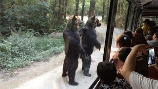 Watch These Bears Walk on Hind Legs Entertaining Surprised Tourists [upl. by Lurette]