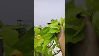 இது தெரியாமப் போச்சே Pisonia நச்சுக்கொட்டை கீரை  gardening garden tamil spinach chennai [upl. by Worrell]