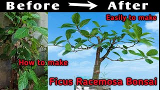 Ficus racemosa bonsai for beginners  easily make to bonsai [upl. by Lani]