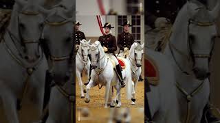 Beautiful Lipizzaner Horses [upl. by Astrahan80]