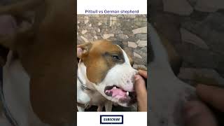 pitbull vs germanshepherd dog pitbullfacts dangerdog doglover americanbully pitbullfacts [upl. by Yazbak]