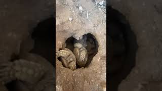 Baby tortoises hatching out of the ground 🐢 again [upl. by Nomaj]