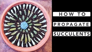 How to Propagate Succulents [upl. by Notlrak845]