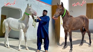 Beautiful Nukra amp Mushka Horse Babies for Sale in Pakistan 2024 [upl. by Marianna]