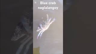 Blue crab naglalangoy seafood crablife blue crab fishing crabfishing shortsfeed crabcatching [upl. by Ecinrev427]