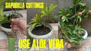 Growing Sapodilla From Cutting Branches Using Aloe Veras Natural Root Hormone [upl. by Ahseral]