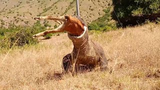 Komodo Dragon Swallows Another Goat on the hill the latest special video today [upl. by Coussoule]