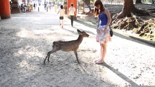 Bowing Deer in Nara  Japan [upl. by Oiuqise645]