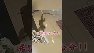 180CM巨蜥蜴客廳閒晃嘸人災！全家3人距離極近全嚇歪 cosmosviral [upl. by Franci22]