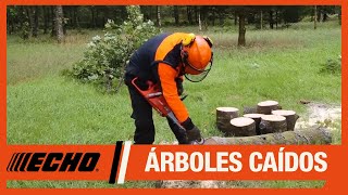 Cómo trabajar con árboles caídos con las motosierras ECHO [upl. by Anyal]