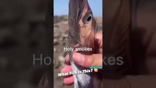 This fish feel unreal  By national of NATURE  oceanlife shortvideo fish viralfeeds [upl. by Anatnom]