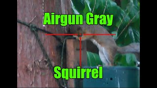 Airgun Pest Control Gray Squirrel Shoot Chewers [upl. by Nyleahcim]