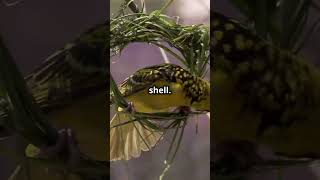 Baya Weavers Are Building Their Nests animals shorts animals [upl. by Wiltz]