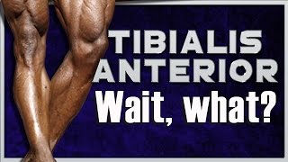 Tibialis Anterior Workout  Home  No Gym Needed [upl. by Adidnere]