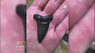 Shark Teeth Found In Maryland During Shark Week [upl. by Silda636]