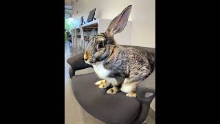 Large Bunny on a Chair at my Library ai library animals rabbit bunny [upl. by Elleyoj]