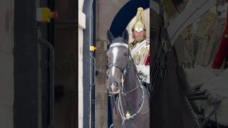 Cute HORSE face🥰❤️ “You’re Beautiful” kingsguard horse horseguardsparade londonwalk cutehorse [upl. by Amick]