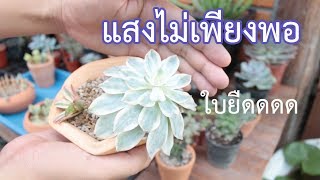 กุหลาบหินที่ได้รับแสงน้อย จะเป็นอย่างไร [upl. by Summers977]