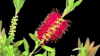 Callistemon [upl. by Meraree71]