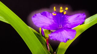 Tradescantia Spiderwort Purple Flowers Blooming Timelapse [upl. by Fortunato]