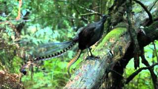 Lyrebird song  Stephen Powell Wildlife Artist [upl. by Conlon]