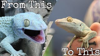 How To Tame Tokay Geckos [upl. by Lust]