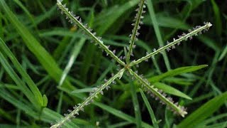 Cynodon dactylon PoaceaeBermuda grass  GARIKA Ganesh plant botanyncertbiologyplants [upl. by Rebecka]