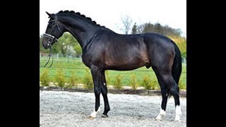 SOLD 2014 just started Hanoverian stallion top mover  wwwsporthorsesonlinecom [upl. by Yrtsed320]